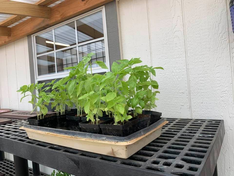 Some basil seedlings that were for sale in front of our store in the spring.