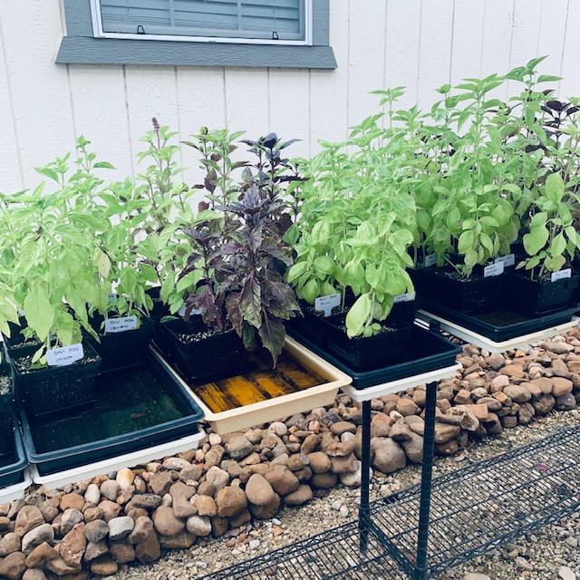 We grew these basil plants in our greenhouse and sold them all.