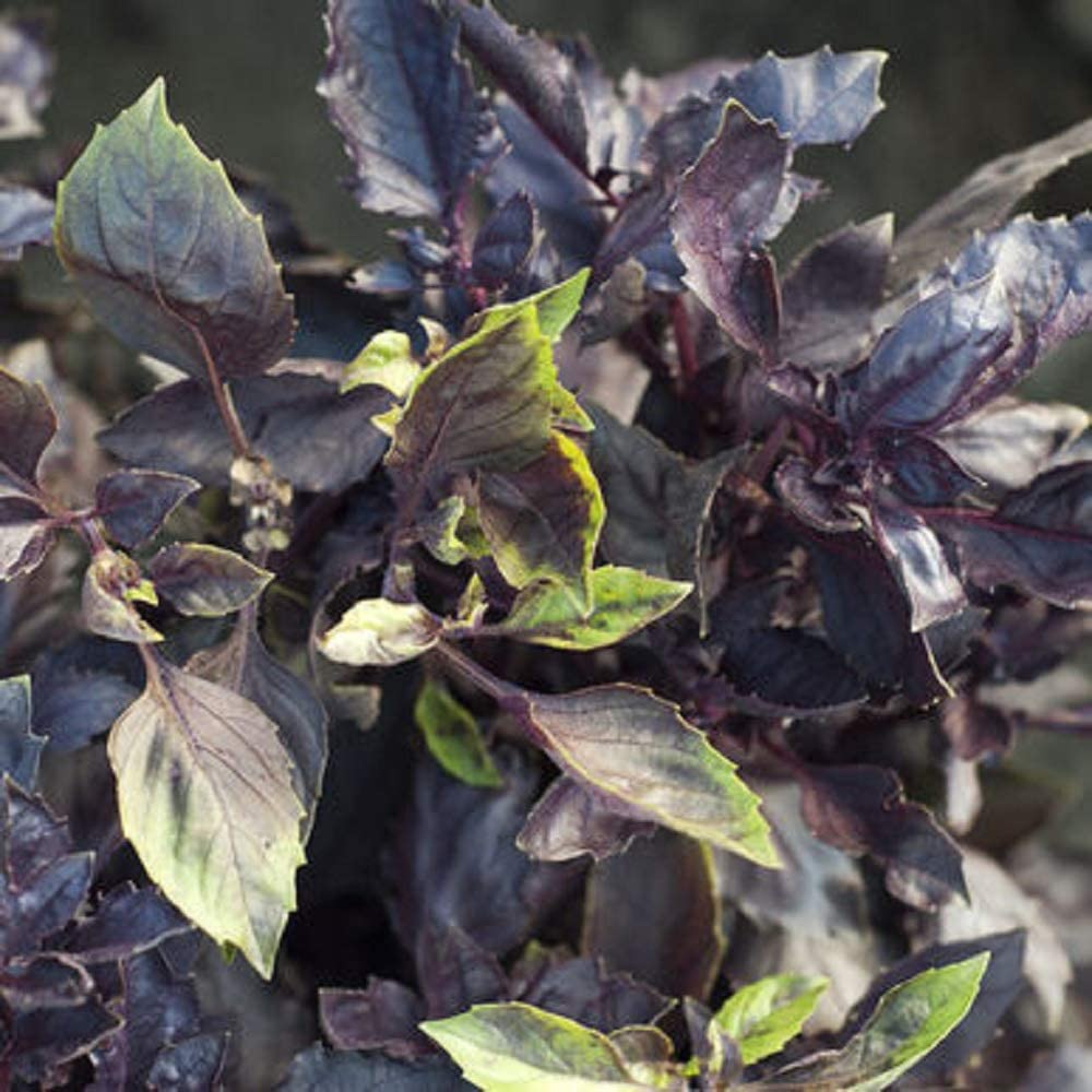 This purple basil repels rodents naturally as well as green basil.