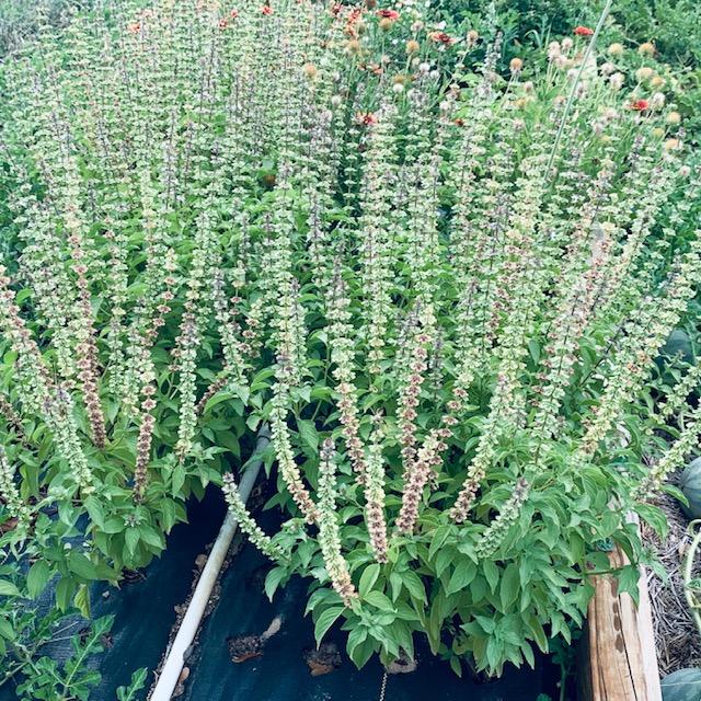 Basil going to seed all over the farm. The pollinators love it when basil flowers! They are all over it.