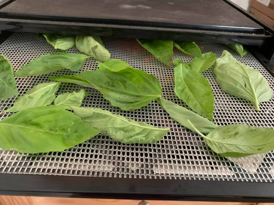 I picked some basil leaves but ants got on my feet and started biting me so I got just a few.