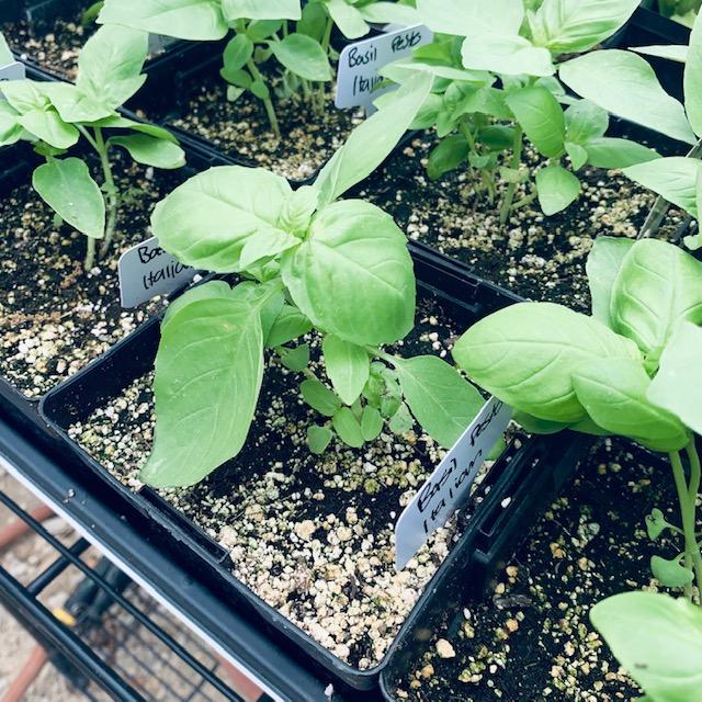 We still have some basil seedlings we grew from seed that are for sale.