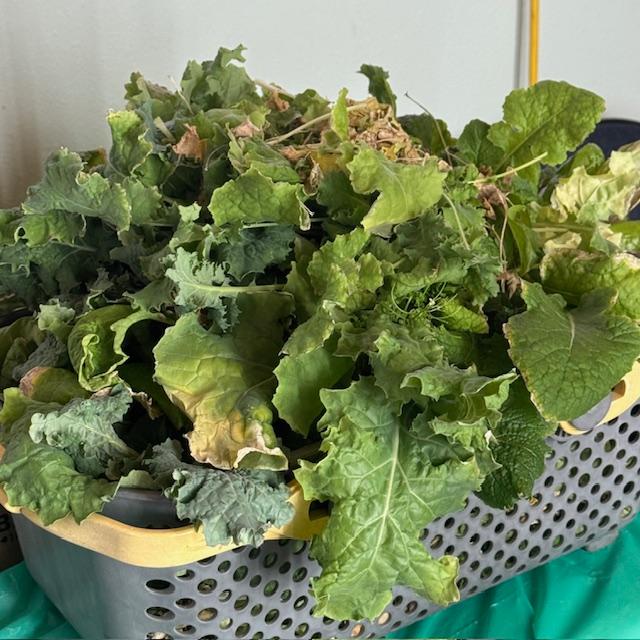 This is the basket of greens I cut down from the grow tower.