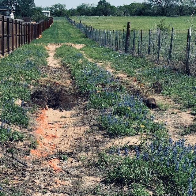 This is a driveway up to the top of the property when we are hauling supplies to the white shed. It is filled with bluebonnets.