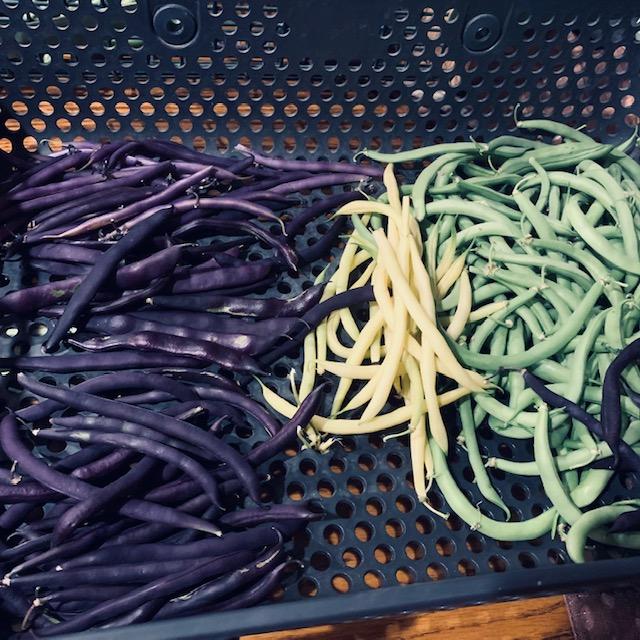 Some of last fall's colorful bean harvest.