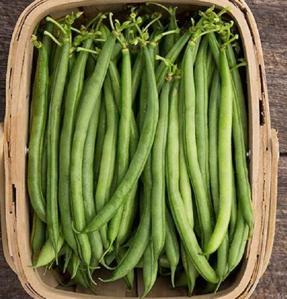 There is nothing like garden fresh green beans. Make them a part of your fall planting.