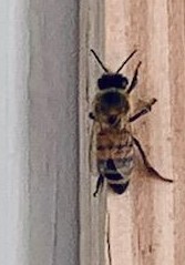 Since we got our hives, we see a lot more bees than ever before.