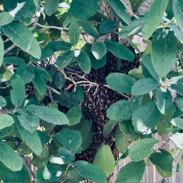 At first, it looks like a pineapple in the tree.