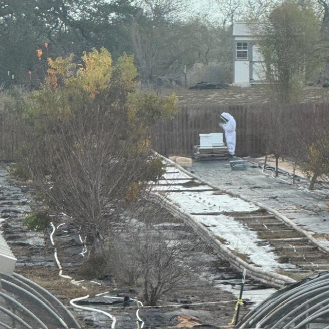 Matt taking photos of the bees.