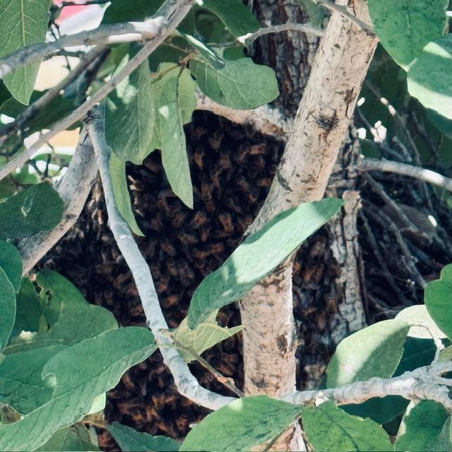 Then you begin to see that it is many bees...