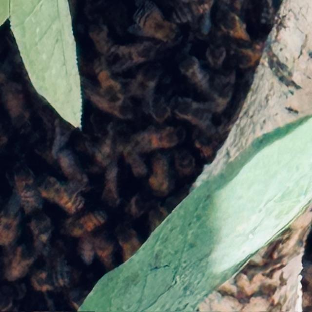 I zoomed in so you can see the bees. They are moving and doing whatever it is that they love to do.