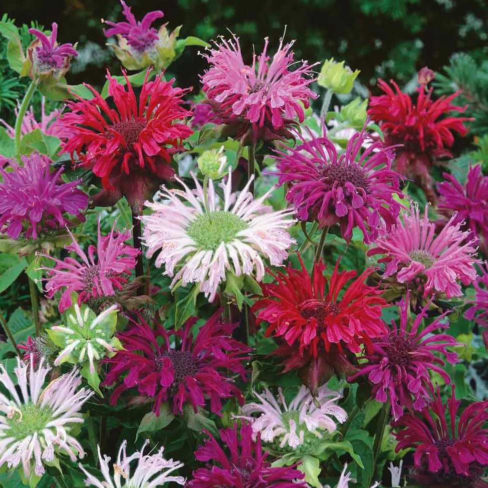 Bee balm attracts bees and you need those little pollinators in your garden.