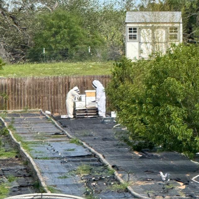 We now have four beehives. We will need to buy two more to get an agricultural exemption on our property taxes. We now have four beehives. We will need to buy two more to get an agricultural exemption on our property taxes.