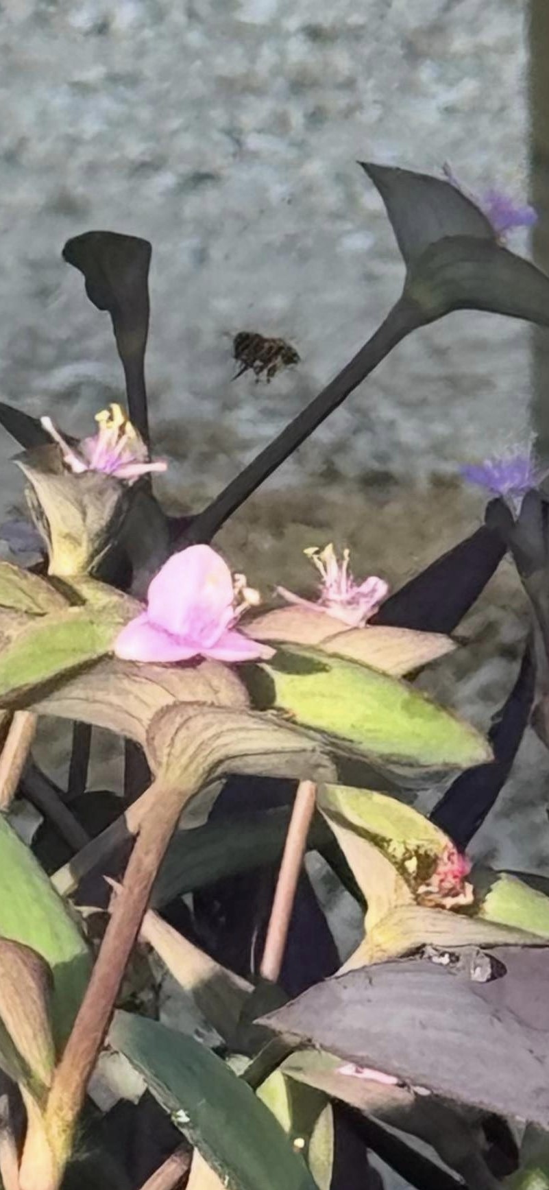 This bee is flitting from flower to flower.