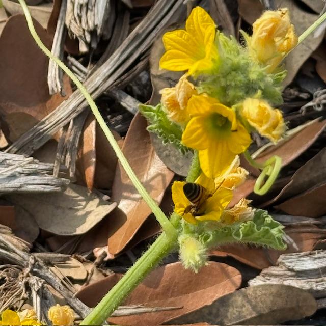 This bee is having a good time pollinating a squash flower. The bees are working all over the property.