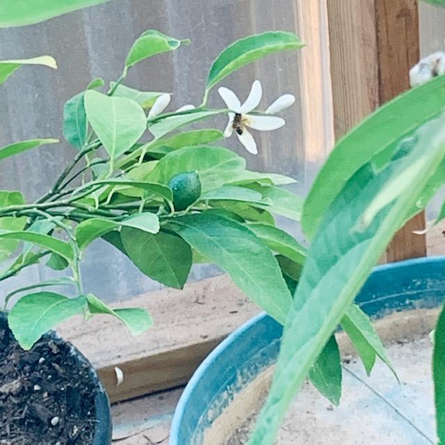 This bee is in my greenhouse on one of my lemon trees. See my baby lemon? I am so excited about it!