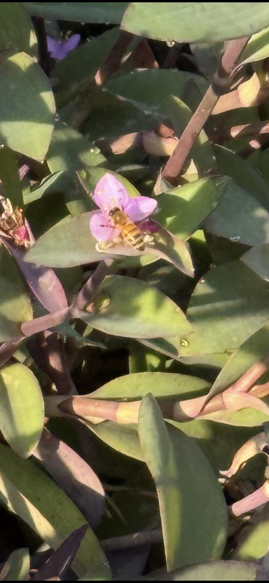 A bee on a Wandering Jew on our farm.