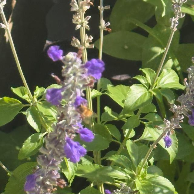 One of our bees on the sage in front of the store. They are all over the flowers working hard. One of our bees on the sage in front of the store. They are all over the flowers working hard.