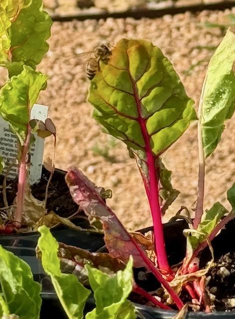 Look at our bee on some Swiss chard! I thought they only liked flowers...a friend said there is no brand so how do I know it is one of ours. Ha ha! Look at our bee on some Swiss chard! I thought they only liked flowers...a friend said there is no brand so how do I know it is one of ours. Ha ha!