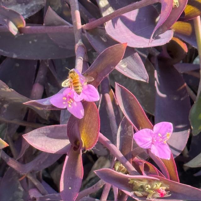 Here is one of our bees on the Wandering Jews out front in the parking lot.