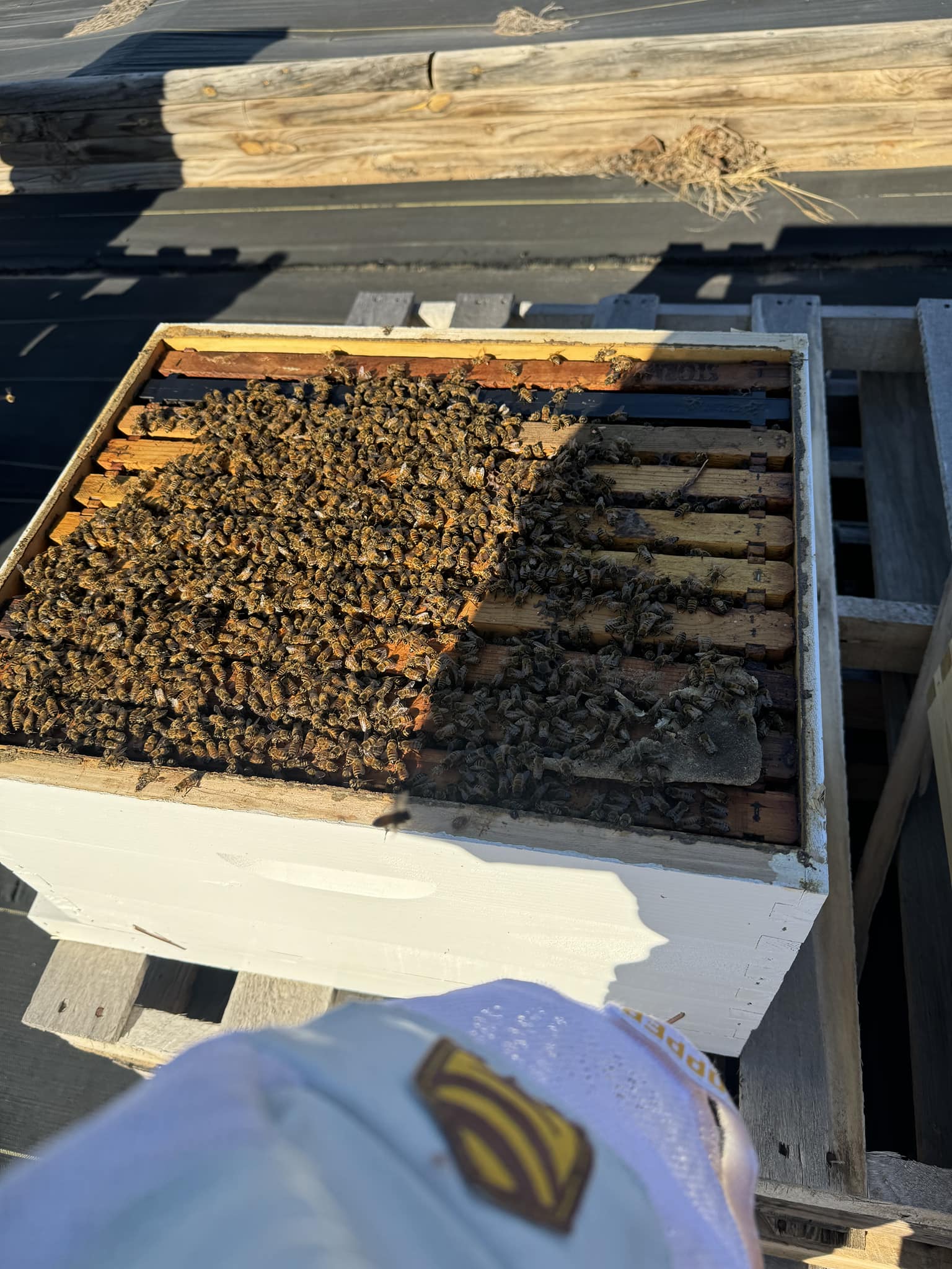 The bees in both hives are alive and well. Matt fed them and they were having a great time.