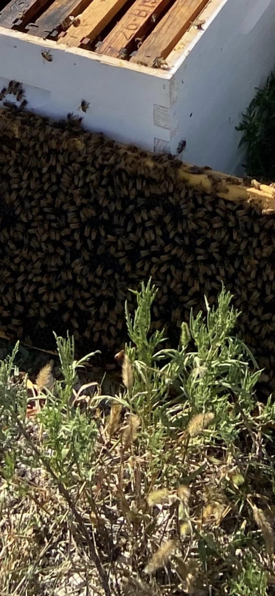 We took bees in frames out of hives. It was scary.