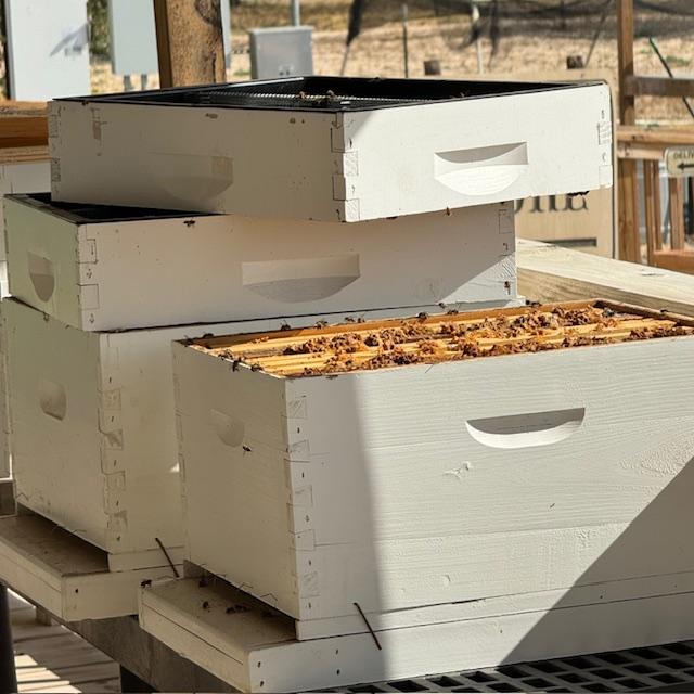 Some of the frames need to be cleaned but the bees are still all over them, trying to clean them.