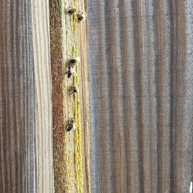 Our bees are enjoying some sap coming out of the wood on the post next to the backyard gate.