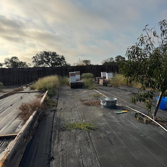 This is our current bee setup. Water dish in front. Hives 1 & 2 on left, 3 & 4 on right. Hive 1 has wax moths. Hive 3 has mites. What a mess.