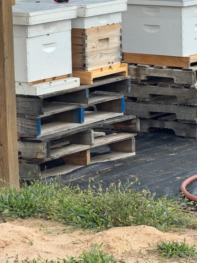 The new bees are active today in all 7 hives.