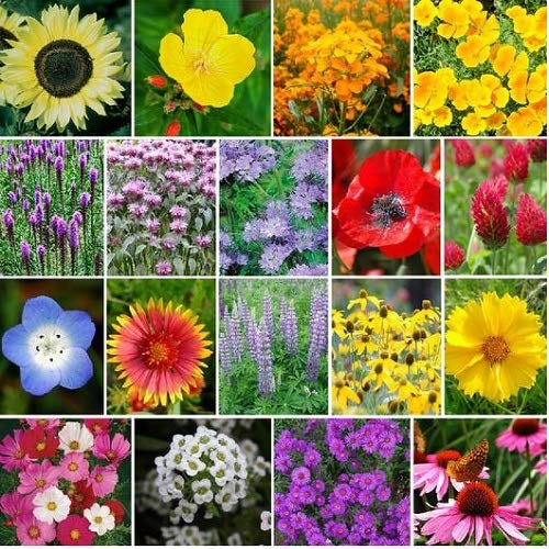 It is time to plant any wildflower seeds you may have now so they can get super cold in order to bloom in early spring.