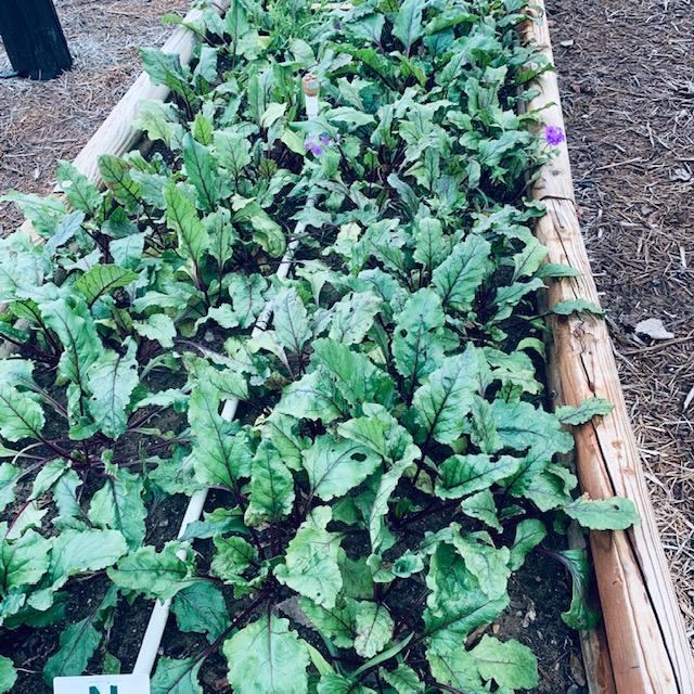 Some of our beets growing in a raised bed. Beets are one of the vegetables that grow well in shade.