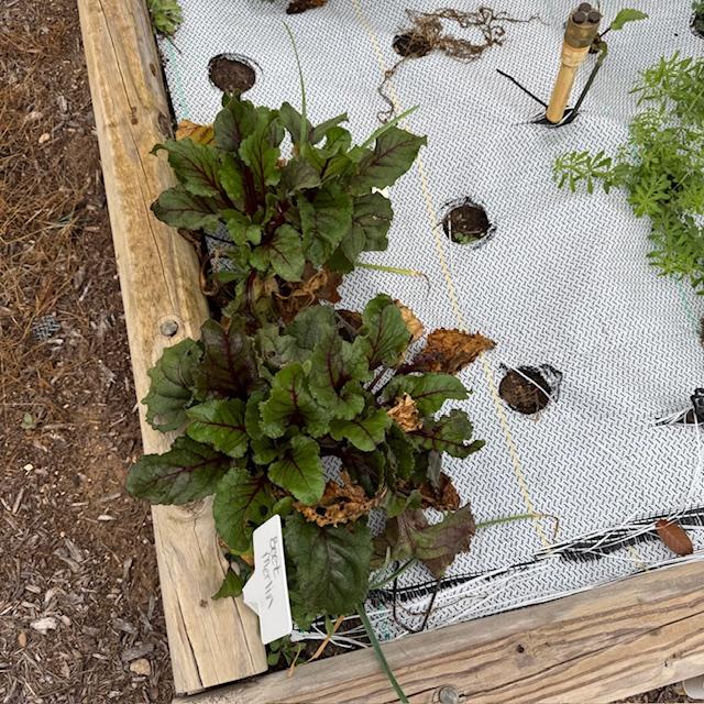 Here are some of our beets that did not die during the freeze several weeks back.