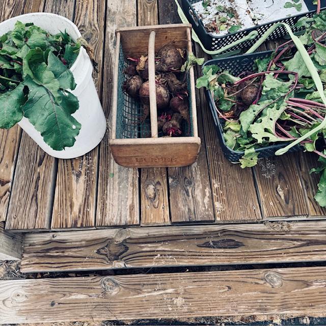 Beets with beet greens as I pulled the greens off.