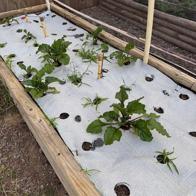 beetsgrowing121424 beetsgrowing121424