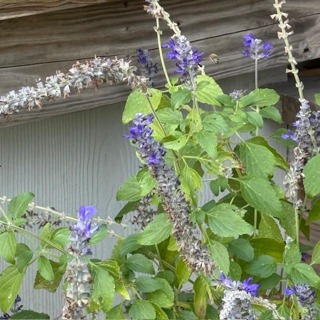 Here a bee is flying by the sage plant in my store flowerbed.
