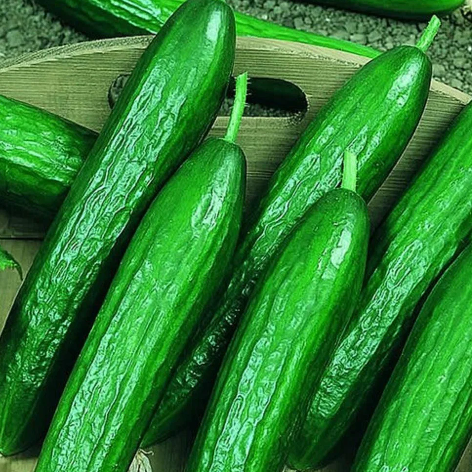 This is our English cucumber, the Beit Alpha. You know--the ones at the grocery store wrapped in cellophane. This is our English cucumber, the Beit Alpha. You know--the ones at the grocery store wrapped in cellophane.