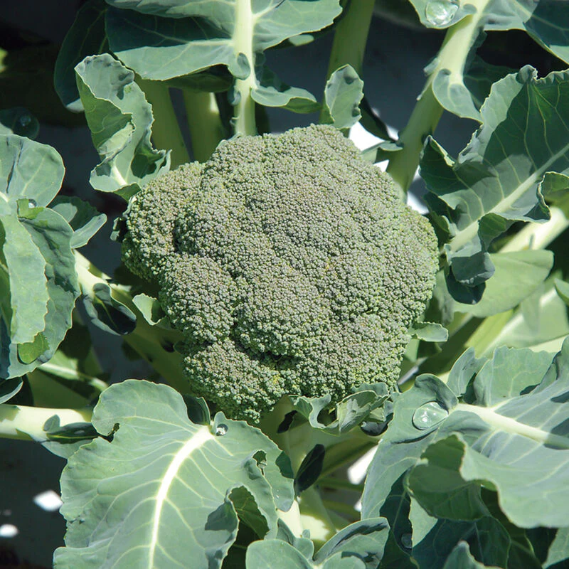 Grow broccoli such as Belstar broccoli.