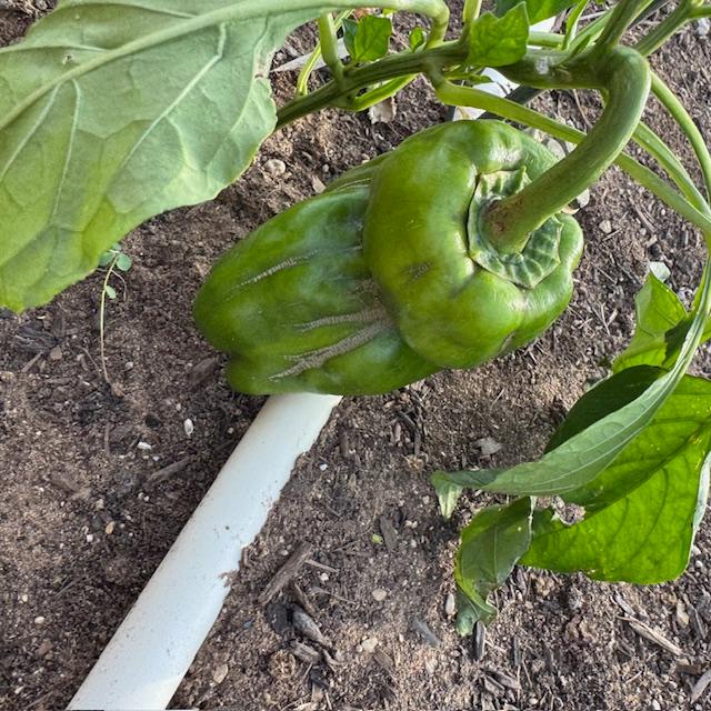 I picked this Big Bertha pepper from the garden.