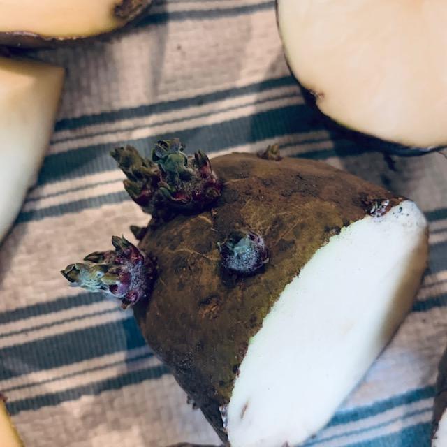 Another example of a lot of chits all growing together on one end of the seed potato.