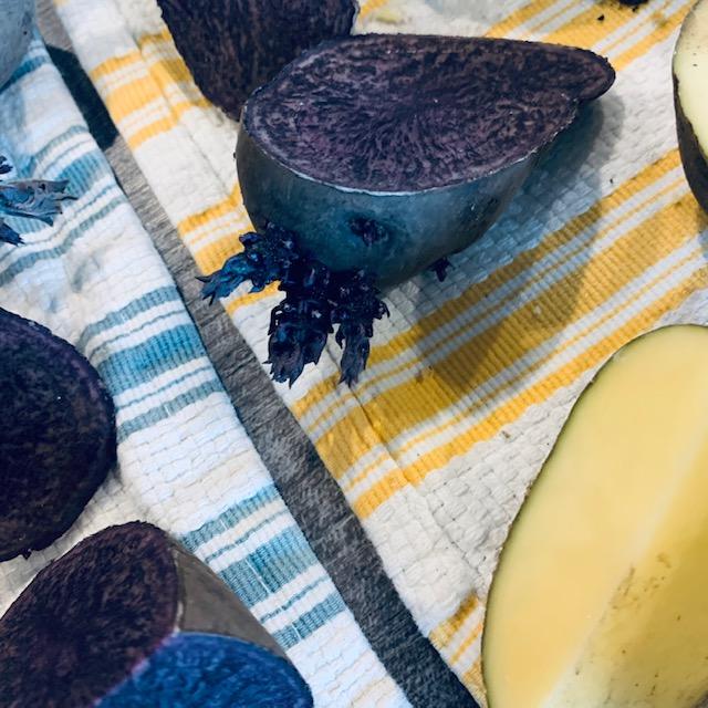 Notice all of the chits on one end of this purple potato.