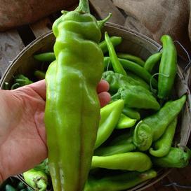 Big Jim Chile Peppers are delicious and are similar to Hatch peppers from Hatch, NM.