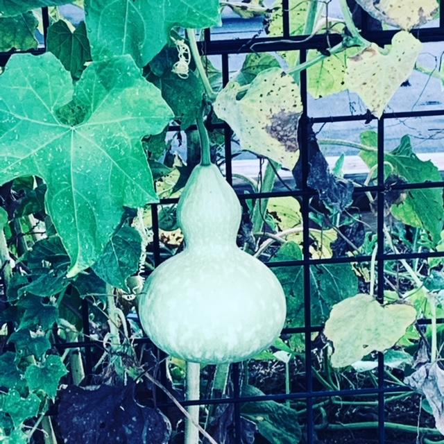 I took this photo of a birdhouse growing out in the back 40 this morning. It will be months before this is dried out and ready for harvest.