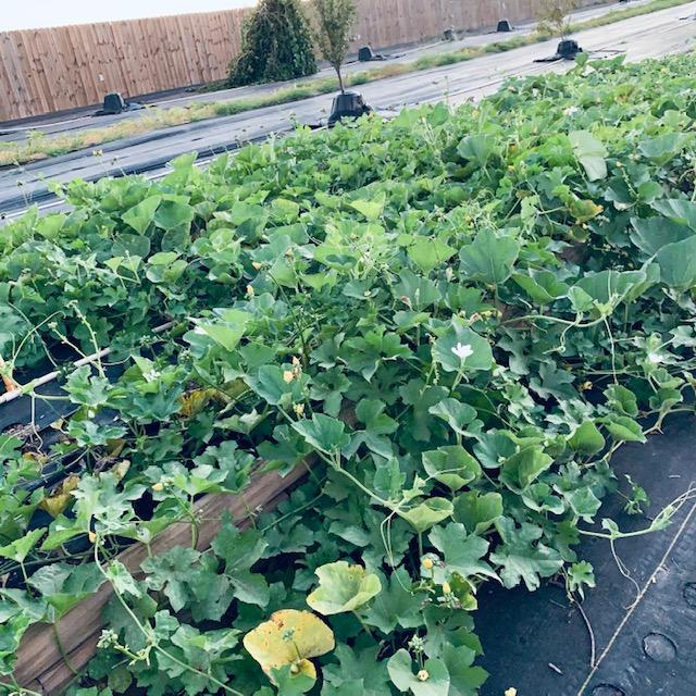 Our birdhouse gourd patch is going much better now that it is not getting in the 100s every day.