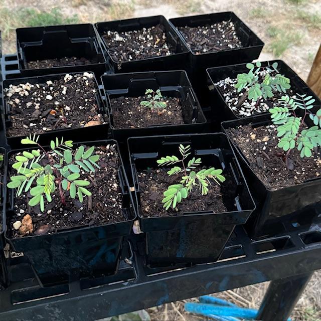 6 Pride of Barbados plants have come up. Just waiting on the 4 empty pots. I replanted them this week. 6 Pride of Barbados plants have come up. Just waiting on the 4 empty pots. I replanted them this week.