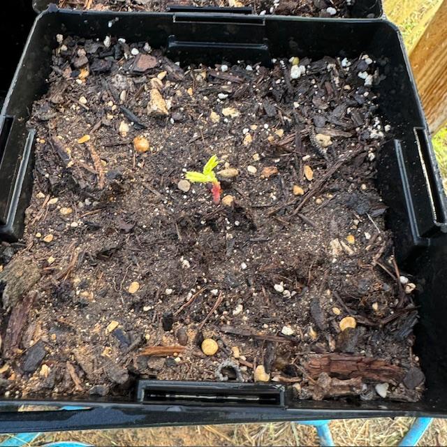 This is my brand new bird of paradise plant. I planted 10 seeds in 10 pots and so far, 5 have come up. The seeds were sent to me by one of our customers. This is my brand new bird of paradise plant. I planted 10 seeds in 10 pots and so far, 5 have come up. The seeds were sent to me by one of our customers.