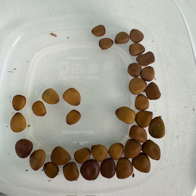 Bird of Paradise seeds are hard. I put them in a coffee can with sandpaper and small rocks and shook them to roughen them up, then soaked in hot water before planting.