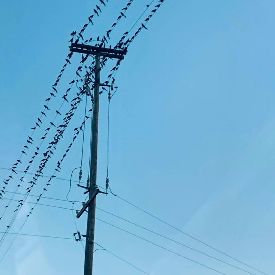 It always amazes me how many birds there are in Devine at the intersection by I 35. This is just a small portion. I wonder if they have any November gardening tips for us.