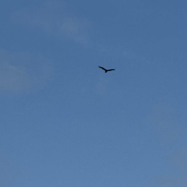 These big birds are always looking for food but they look really cool soaring around.