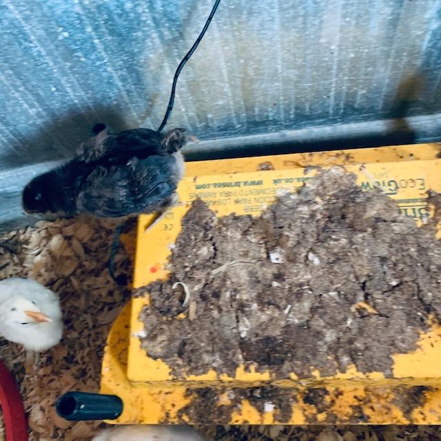 One of the black baby chicks. This is a Plymouth Barred Rock. The yellow ones (one is on the left) and brown ones are Easter Eggers.